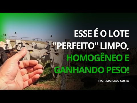 ESSE É O LOTE PERFEITO: LIMPO, HOMOGÊNEO E GANHANDO PESO! | PROF. MARCELO COSTA