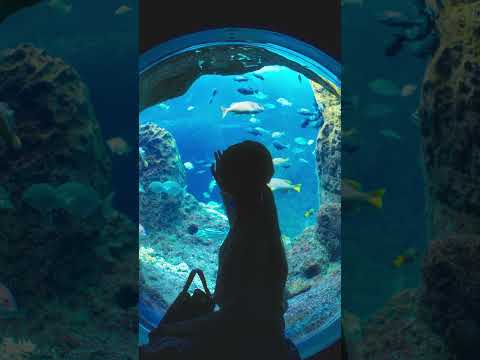 【PV】Enosui Blue ―また、あの青に会いに行こう(2026) #aquarium  #zoo #enoshima #kanagawa