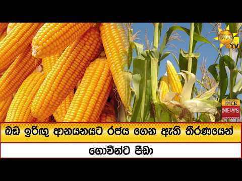 බඩ ඉරිඟු ආනයනයට රජය ගෙන ඇති තීරණයෙන් ගොවීන්ට පීඩා  - Hiru News