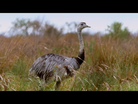 Take Flight with South American Birds | The Wild Place | Relax With Nature | BBC Earth