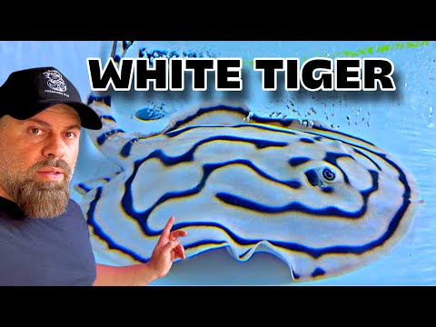 “We FOUND a HIDDEN Stingray FARM in SINGAPORE! ( We just uncovered one of Singapore’s best-kept secrets — a hidden stingray farm filled with some