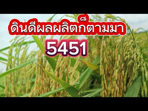 ข้าว​พันธุ์​5451​|นาบังซีนติ