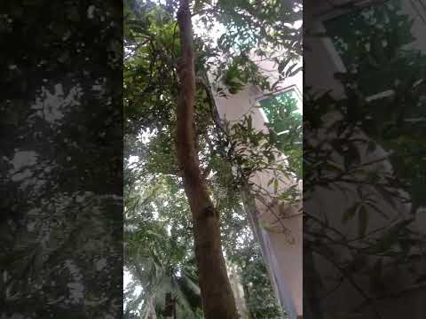 montha thufan #climatechange #beautifulworld #like #subscribe