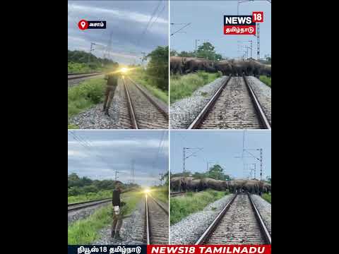 Assam Elephants | அசாம் மாநிலம் நாகானில், யானைகளுக்காக நிறுத்தப்பட்ட ராஜாதானி எக்ஸ்பிரஸ் | N18S
