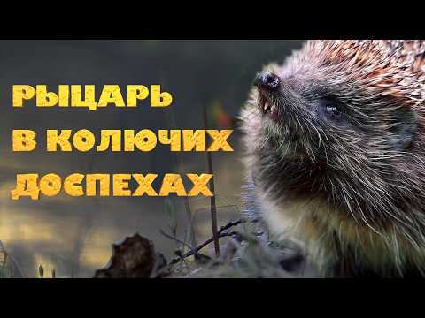 Рыцарь в колючих доспехах 4К | Film Studio Aves