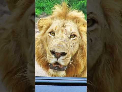 EYE TO EYE With a Lion 🫣