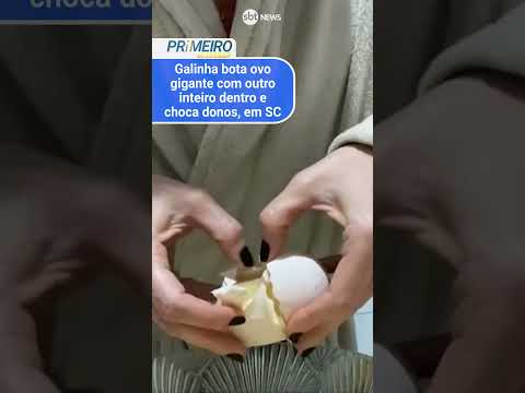 Galinha bota ovo gigante com outro inteiro dentro e choca donos, em Santa Catarina