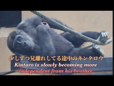 お別れまで1ヶ月弱！柵越しにお互いの顔を見る兄弟ゴリラのゲンタロウとキンタロウ⭐️ Gorilla【京都市動物園】The brothers are separated after a month.