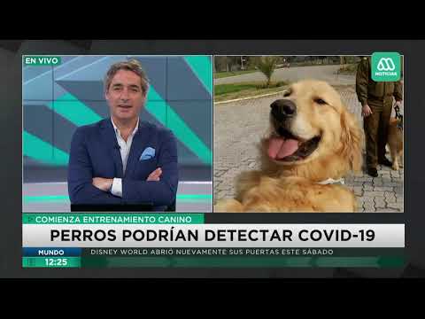 Coronavirus | Carabineros entrena perros para que detecten a personas con COVID-19