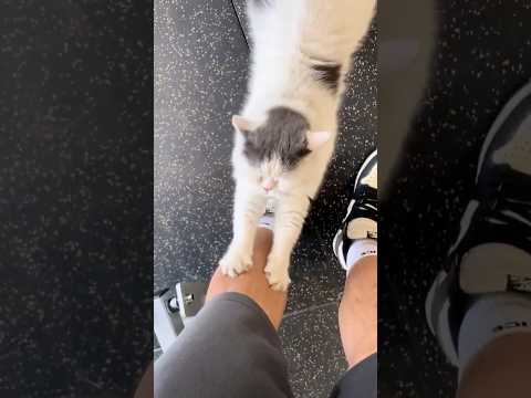猫になら何されても許せる！癒やしの可愛い動画特集 サムネイル