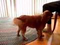 40 Amazing Dog Tricks