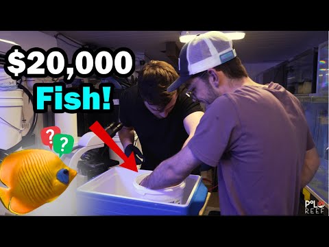 RAREST reef fish finally go into giant reef aquari After two years in quarantine, these extremely rare marine angelfish are finally ready to move into 