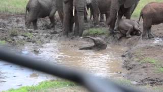 Elephants in mud hole - YouTube