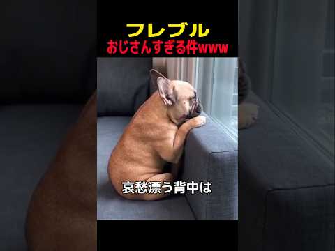フレンチブルドッグの癒し動画 かわいいおっさんキャラと笑顔になれる瞬間 サムネイル