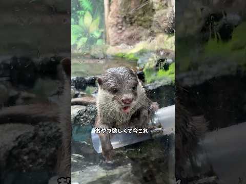 コツメカワウソのおやつ待ち姿がかわいい！伊豆シャボテン動物公園の癒しスポット サムネイル