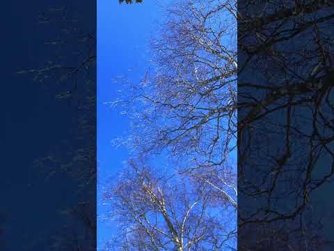 หิมะเกาะยอดไม้