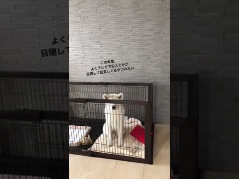 #akitainu 犯人になった秋田犬