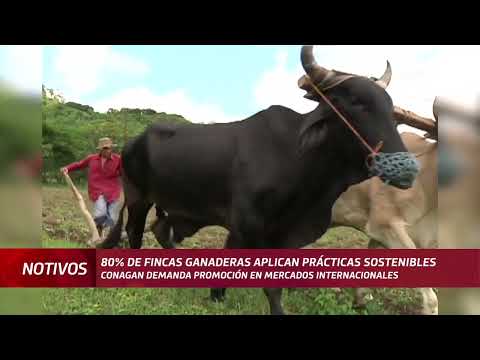 80% de fincas ganaderas aplican prácticas sostenibles en Nicaragua