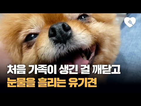 처음으로 가족이 생겼다는 걸 깨닫고 눈물을 흘린 유기견 사연