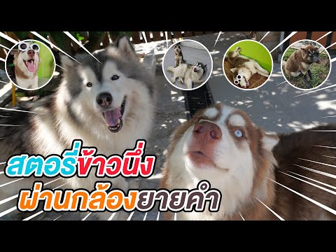 ข้าวนึ่งป่วนยายคำ---ข้าวนึ่ง-& ข้าวนึ่งป่วนยายคำ---ข้าวนึ่ง-&