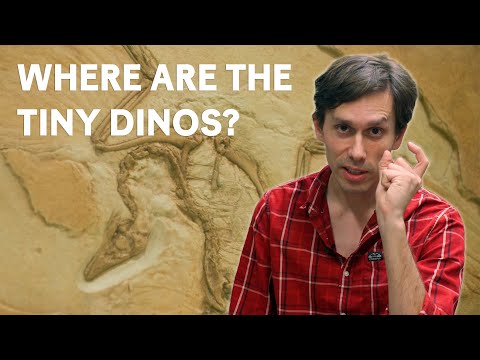 Where are All the Tiny Dinosaurs?