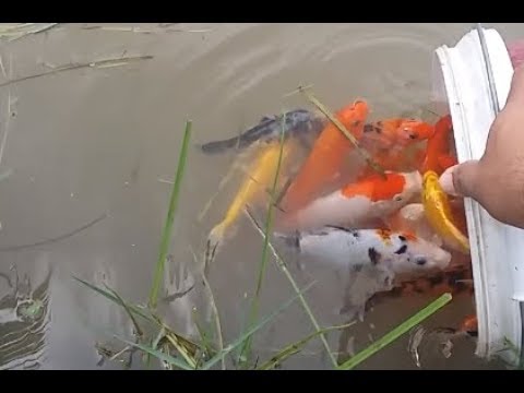 ปล่อยปลาคาร์ฟในบ่อธรรมชาติ / Leave the carp in the pond.