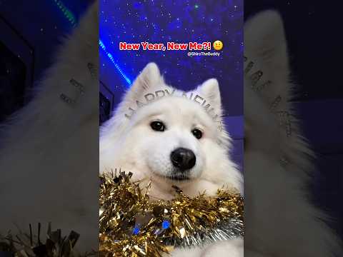 New year, new me? 🤨 ib:thevibewithky #dogshorts #newyear #puppy #cute #samoyed #relatable #dog