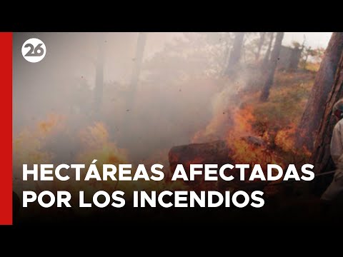 En 2024, Honduras reportó más de 4,800 hectáreas afectadas por los incendios forestales