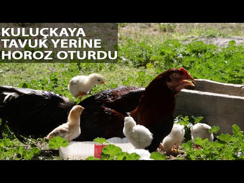 Horoz, Civcivlere Annelik Yapıyor