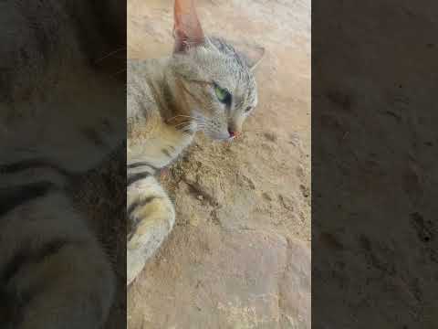 Cat Fighting 💥 #catfighting #catfightingsoundeffect #catfightingsounds #catfightingnoise