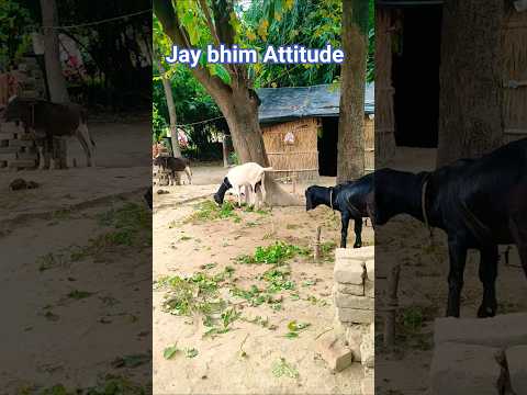 Chamaran Attitude Shayari Status ❤️🔥 भीम आर्मी शायरी स्टेटस 💪 #bhimarmy #attitudestatus #jaybhim