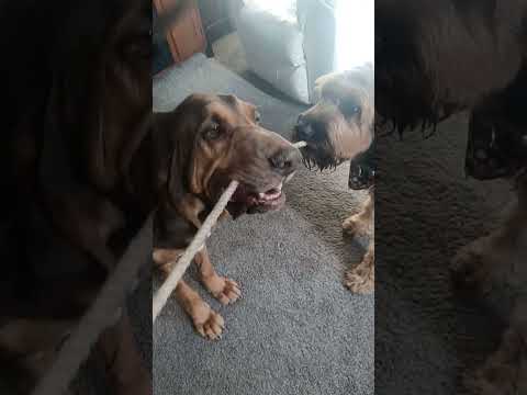 Doggie tug of war (Bloodhounds are such goofy goobers)