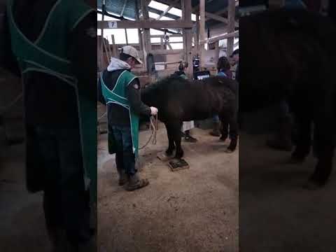 Radios et parage pour une jument fourbue ( Svalla ) / Röntgen und Trimmen für eine hufrehe Stute