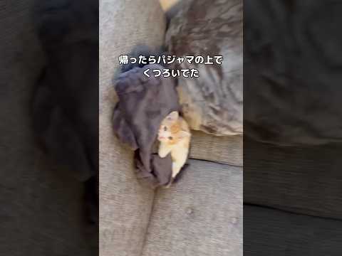 1匹で世界を平和にしてくれる #子猫 #にゃー #マンチカン #shorts サムネイル