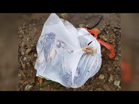 Bag of dead chickens found in Golden Gate Estates