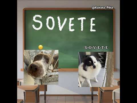 Sovete 🙂↕️🍦