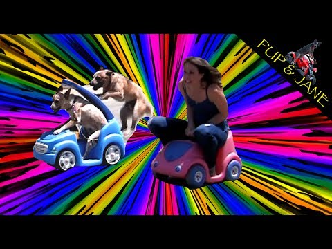 Dog vs Girl car race