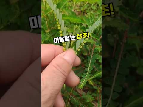진주초 #엽하주 #진주초효능 #엽하주효능 #간건강 #눈건강 #약초차 #야생약초 #산야초 #전통약초 #한방약재 #항산화 #플라보노이드 #야생초