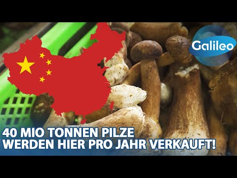 Mekka für Pilze? 70% aller Speisepilze stammen aus dieser Region in China!