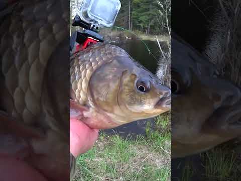 РЫБАК отправил КАРАСЯ БЛОГЕРА в ОЗЕРО ИСКАТЬ ЩУКУ. Что на САМОМ ДЕЛЕ происходит под водой. #shorts