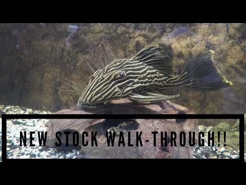 New Stock Walk-through 2-28-2023 🔔 Subscribe so you won't miss our next video_ https_//www.youtube.com/c/cunninghamcichlids
🛒 B