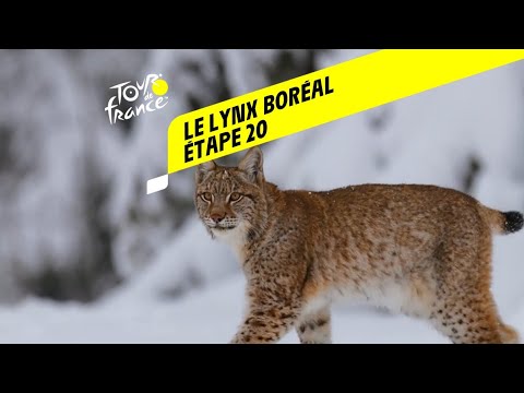 Tour de France 2020 : Étape 20 - Le lynx boréal
