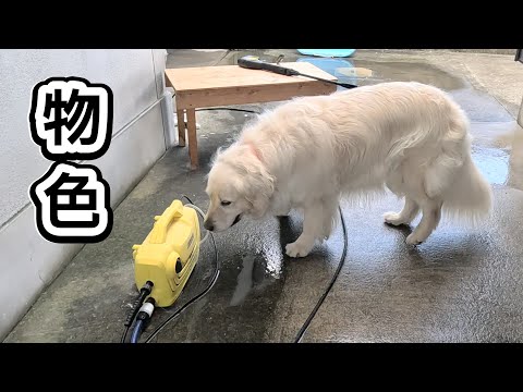 怖くて近づけない高圧洗浄機は果たして敵か味方か・・・。※逃げ惑ってずっこけます。　#メイちゃんねる
