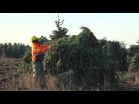 Demand for real Christmas trees up during pandemic