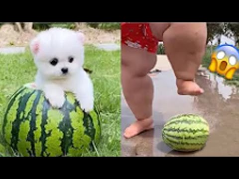 2025 Chó Phốc Sóc Mini 😍 Funny and Cute Pomeranian💖#22 直