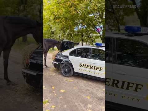 Prawdziwa przyjaźń 🐴❤️🚔