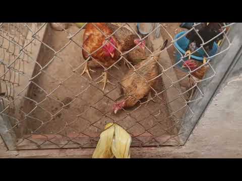 Chicken lunchtime like porn for eating 😋 