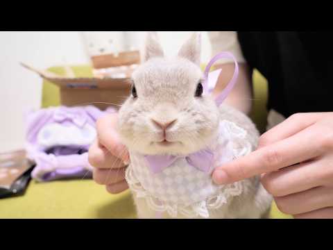 【開封】視聴者さんから届いた贈り物に大興奮の我が家のペットたち【うさぎと猫】