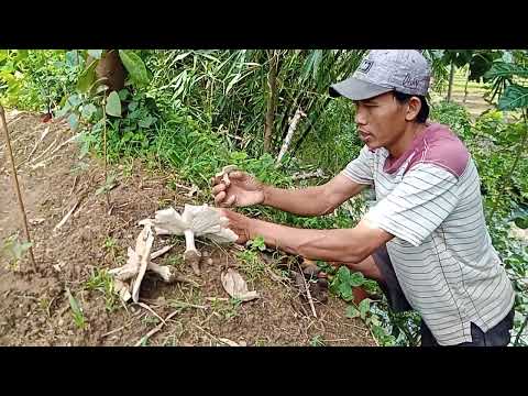 senengnya nemu jamur di kebun..jadi ingat masa2 kecil dulu