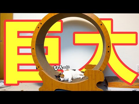猫の動画サムネイル - 猫用の回し車、大きさがついに限界突破してしまいましたwww【想定外のプレゼント】